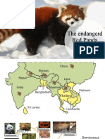 Red Panda