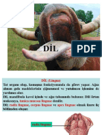 Dil