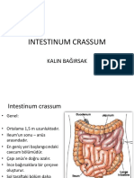 Kalın Bağırsak