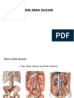 Karın Arka Duvarı