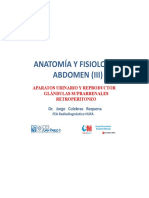 Anatomía y Fisiología Abdomen (III) - Aparatos Urinario y Reproductor. Glándulas Suprarrenales. Retroperitoneo.