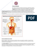 Sistema Digestivo