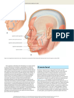 Articulo de Anatomía de Cabeza y Cuello (09-16) .En - Es