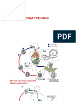 Chu Trình Phát Triển Của Giun