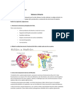 Sistema urinario y endocrino: funciones, estructuras y procesos