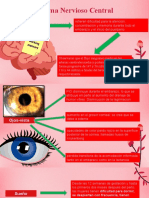 Ciclo Ovarico y Endometrial