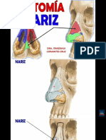 Anatomia de La Nariz