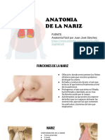 Anatomia de La Nariz