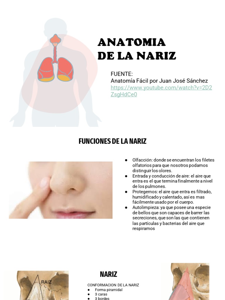 Anatomía y Funciones de la Nariz | PDF | Nariz humana | Sistema ...