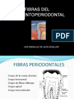 Fibras Del Ligamento Periodontal