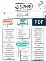 Mapa Conceptual Las Enzimas