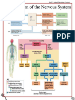 BIO 35 Chapter 2 - Nerve Physiology