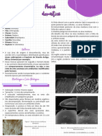 Musca Domestica