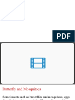 Life Cycles of Butterflies and Mosquitoes