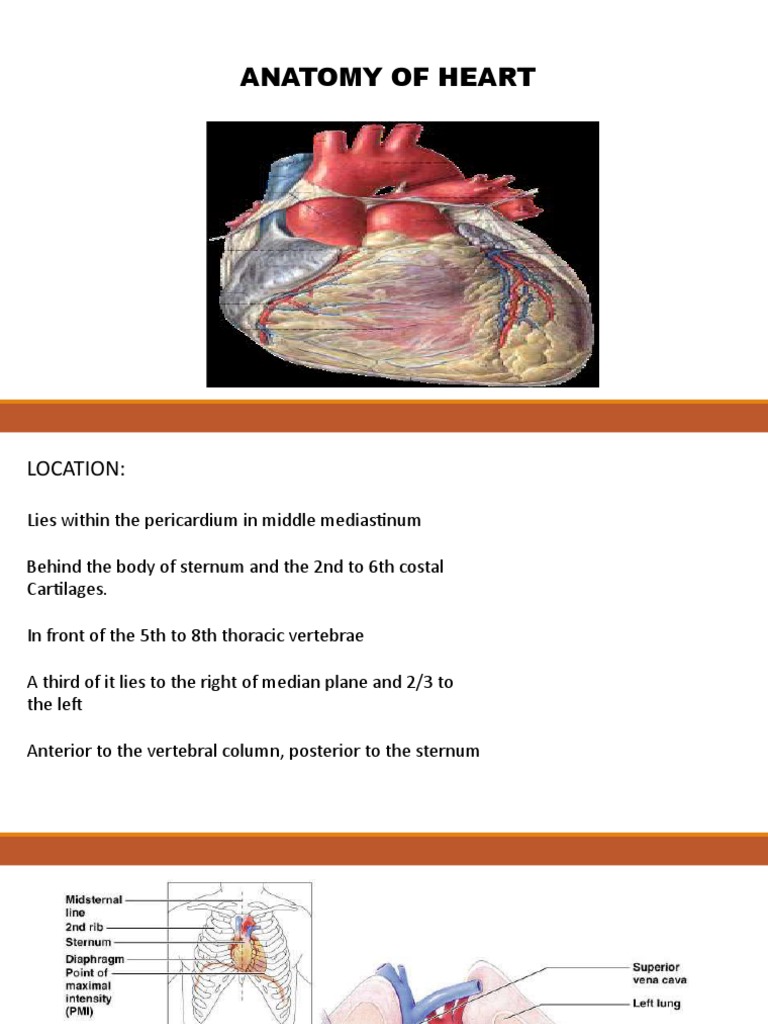 Anatomy of Heart PDF Heart Valve Heart
