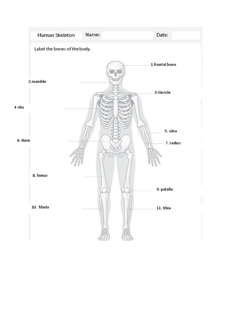 Human Skeleton 6 | PDF