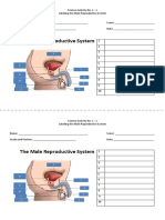 Science Activity No 1.1 Male Reproductive