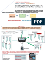 Pasos PCR