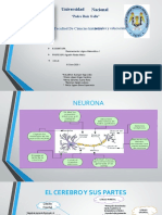 Neurona y Cerebro Mat