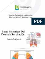 Sistema Respiratorio