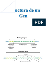 A-01 Estructura de Un Gen