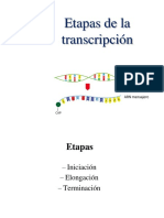Etapas transcripción RNA