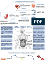 Diagrama de Proceso Digestivo