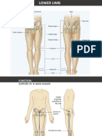 Lower Limb - 18 - 10 - 2021