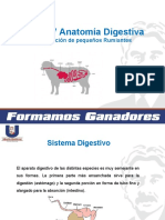 Clase V Sistema Digestivo