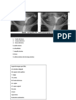 Anatomia Radiologica de La Pelvis Falta Organizar Nombres