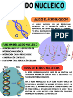 Flyer Acido Nucleico