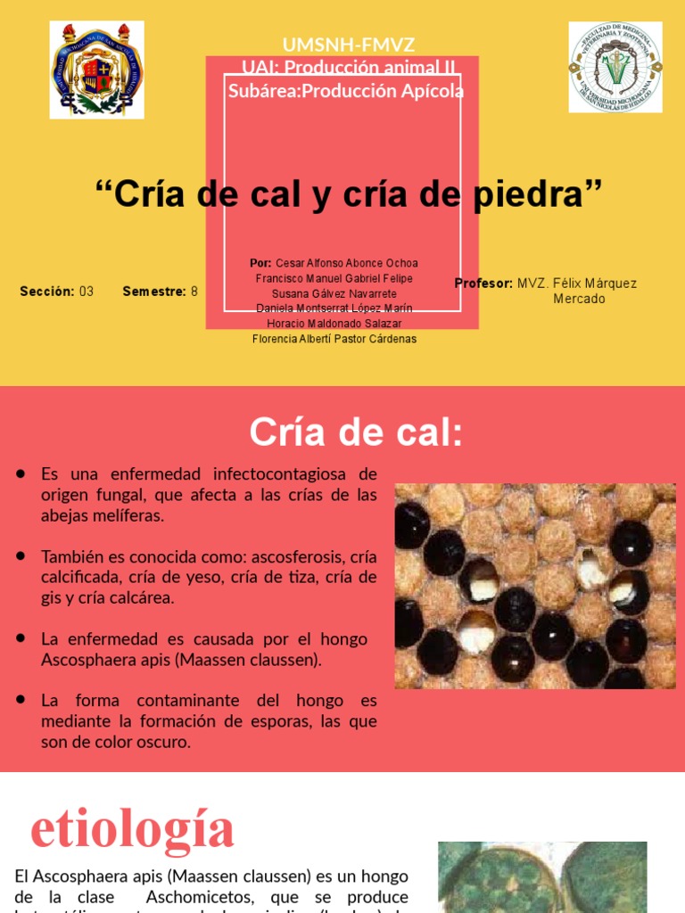 Enfermedades Fúngicas en Abejas: Cría de Cal y Piedra | PDF ...