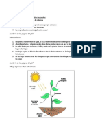 Plantas: características, datos curiosos y proceso de fotosíntesis