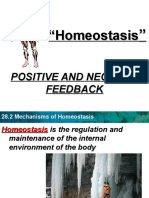 Homeostasis Mechanisms Explained