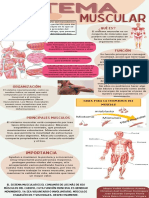 Infografia Sistema Muscular