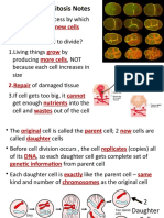 Mitosis Powerpoint