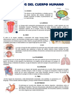 Horganos Del Cuerpo Humano