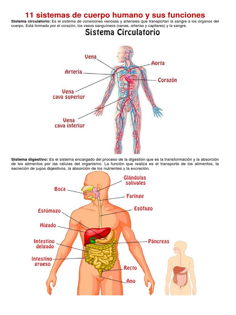 Sistemas del cuerpo humano y sus funciones