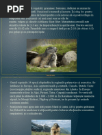 Marmota[1]