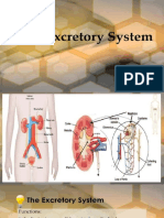 Lesson 5.8 Excretory System