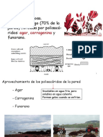 2.4. Algas 2. 1 Diapositiva Por Pagina