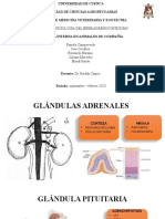 Glándulas adrenales y su función en el eje hipotálamo-hipófisis-adrenal