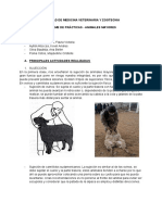 INFORME - Animales Mayores