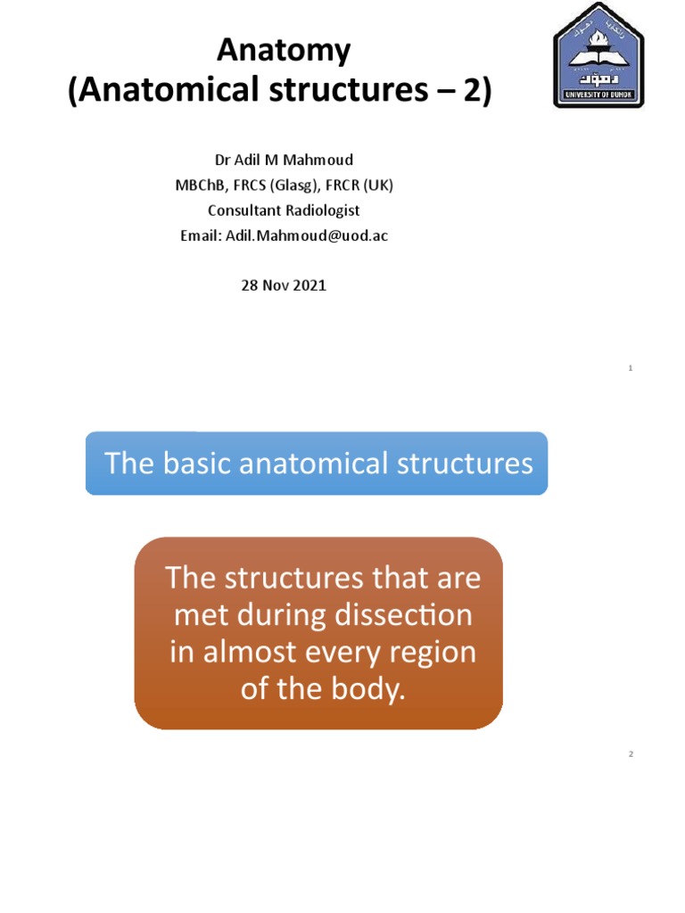 Anatomy 2 | PDF | Vein | Artery