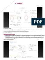 Desarrollo y Fisiología de La Placenta