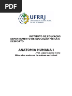 Trabalho de Anatomia