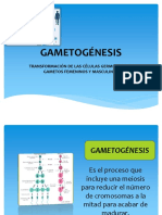 6 GAMETOGÉNESIS - PPTX (CLASE 6)