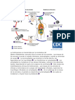 Leishman parasitologia