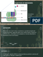 Ribosomes PPT New
