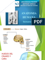 Universidad Privada Antenor Orrego: Anatomia Humana